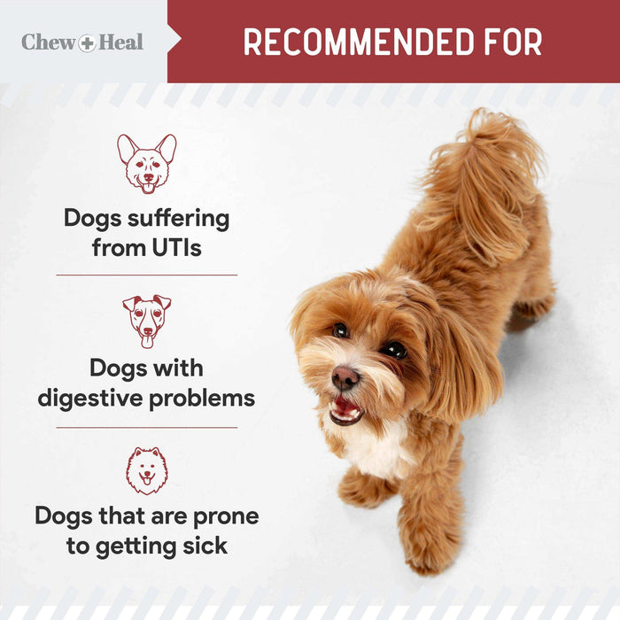 Chew + Heal UTI Treatment Cranberry Chews for Dogs - Elvoros