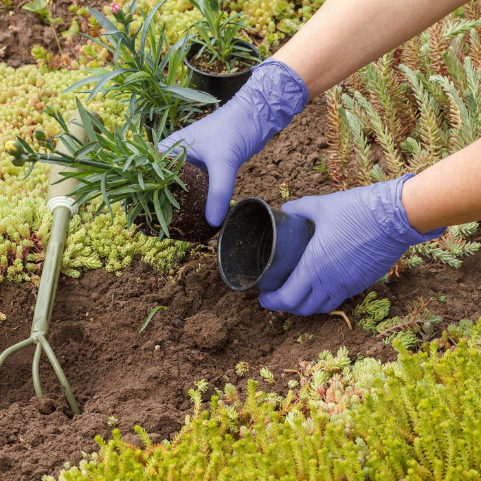 FifthPulse Biodegradable Disposable Nitrile Gloves Violet – 150 Count - Elvoros