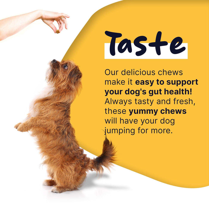 Healthy Pup Healthy Calm Anxiety Supplement for Dogs - Elvoros